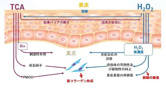 PRX-T®33の作用イメージ